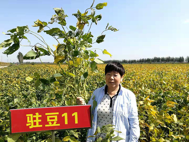驻豆11育种家任秀荣老师