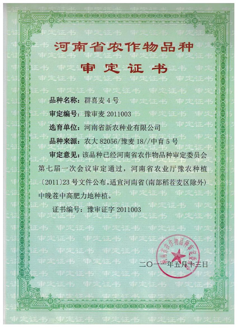 群喜麦4号审定证书