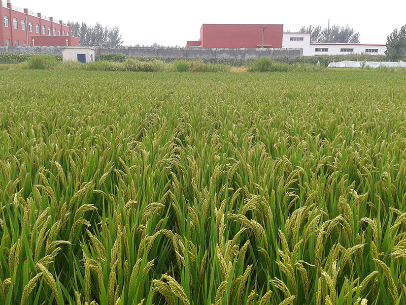 2012-09-12 09.27.07_新丰7号株行圃